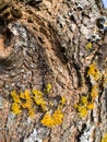 Fungal diseases, moss on bark and tree branches Royalty Free Stock Photo