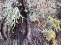 Fungal diseases, moss on bark and tree branches Royalty Free Stock Photo
