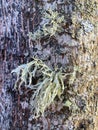 Fungal diseases, moss on bark and tree branches Royalty Free Stock Photo