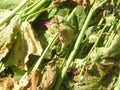 Severely damaged leaves and flowers of the Mallow, removing the diseased plant from the garden Fungal diseases of plants.