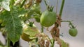 Fungal diseases of tomatoes Late blight is one of the most dangerous diseases