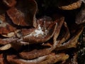 Fungal display in the undercliff near lyme regis, England. Royalty Free Stock Photo