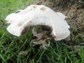 Fungal eating of animals