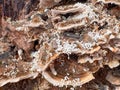 A fungal growth on tree bark: wavy caps with mycelium Royalty Free Stock Photo