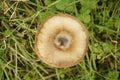 Ground mushroom between grass Royalty Free Stock Photo