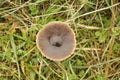 Ground mushroom between grass Royalty Free Stock Photo