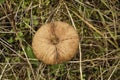 Ground mushroom between grass Royalty Free Stock Photo