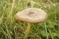 Ground mushroom between grass Royalty Free Stock Photo