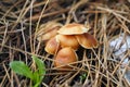 Ground mushroom between grass Royalty Free Stock Photo