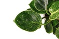 Fungal leaf spot disease on sick Philodendron houseplant