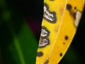 Fungal leaf spots on oleander