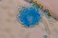 Microscopic view of Aspergillus conidiophore, stained blue, revealing spores and hyphal structure Royalty Free Stock Photo