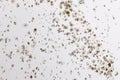 Fungal mold spots growing on white wall Royalty Free Stock Photo