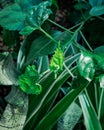 Fungal plant diesease on the leaves Royalty Free Stock Photo