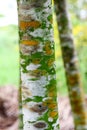 Fungal plant diseases on the bark of trees Causing tree to grow slowly Royalty Free Stock Photo