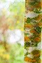 Fungal plant diseases on the bark of trees Causing tree to grow slowly Royalty Free Stock Photo