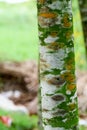 Fungal plant diseases on the bark of trees Causing tree to grow slowly Royalty Free Stock Photo