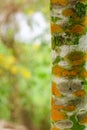 Fungal plant diseases on the bark of trees Causing the tree to grow slowly Royalty Free Stock Photo