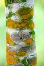 Fungal plant diseases on the bark of trees Causing the tree to grow slowly Royalty Free Stock Photo