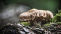 Funghi in the forest