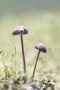 Funghi in the forest