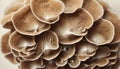 Funghi gills close up