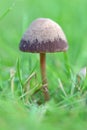 Funghi in grass