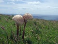 Funghi growing on a coastal meadow by the sea