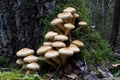 Fungi Royalty Free Stock Photo