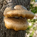 Fungi on an apple tree Royalty Free Stock Photo