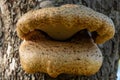 Fungi on an apple tree Royalty Free Stock Photo