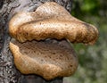 Fungi on an apple tree Royalty Free Stock Photo