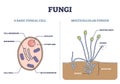 Fungi as basic fungal cell and multicellular fungus structure outline diagram