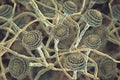 Fungi Aspergillus, black mold Royalty Free Stock Photo