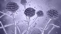 Fungi Aspergillus, black mold Royalty Free Stock Photo