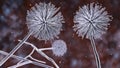 Fungi Aspergillus niger, black mold that produce aflatoxins and cause pulmonary infection aspergillosis Royalty Free Stock Photo