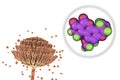 Aflatoxin B1 molecule, a toxin produced by fungi Aspergillus