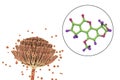 Aflatoxin B1 molecule, a toxin produced by fungi Aspergillus