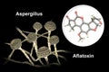 Aflatoxin B1 molecule, a toxin produced by fungi Aspergillus