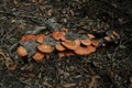 Fungi on Branch