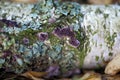 Fungi Chondrostereum purpureum  lichen and moss on a birch trunk Royalty Free Stock Photo