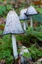 The Fungi Coprinus comatus or so called shaggy ink cap, lawyer`s wig or shaggy mane is edible fungi, seen in National Park hoge Ke Royalty Free Stock Photo