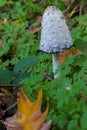 The Fungi Coprinus comatus or so called shaggy ink cap, lawyer`s wig or shaggy mane is edible fungi, seen in National Park hoge Ke Royalty Free Stock Photo