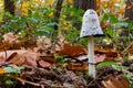 The Fungi Coprinus comatus or so called shaggy ink cap, lawyer`s wig or shaggy mane is edible fungi, seen in National Park hoge Ke Royalty Free Stock Photo