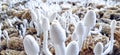 Fungi corn vegetables white dellicious Royalty Free Stock Photo