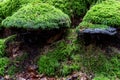 Fungi covered with moss. Royalty Free Stock Photo