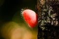 Fungi Cup mushroom