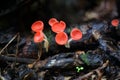 Fungi cup red or Mushroom Champagne Cup