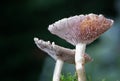 Fungi in a dark corner. Royalty Free Stock Photo