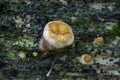 Fungi on decayed wood. Close up